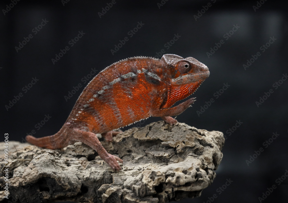 Obraz premium lizard on a tree