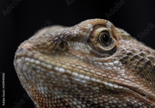 bearded dragon lizard