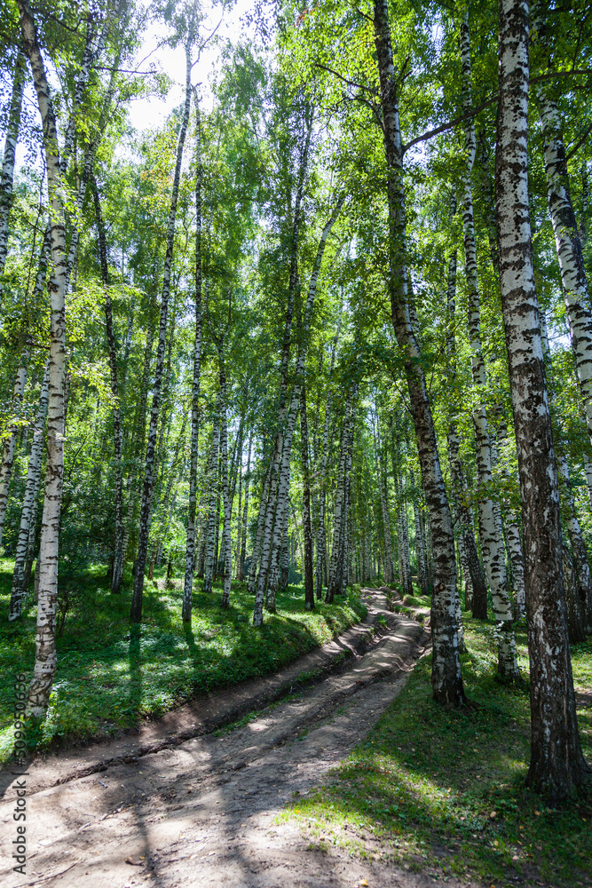 Country road through a birch grove in the Almaty National Park. Ak Kain. Kazakhstan. Spring time.