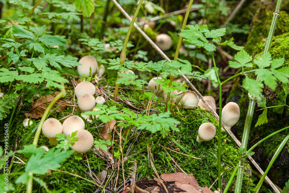 Lycoperdon mushrooms in the forest of Zailiyskiy Alatau, Tien Shan, Kazakhstan