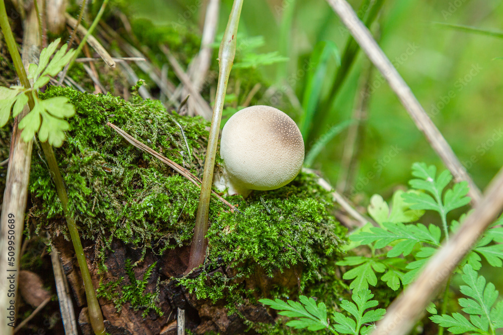 Single Lycoperdon mushroom in the forest of Zailiyskiy Alatau, Tien Shan, Kazakhstan