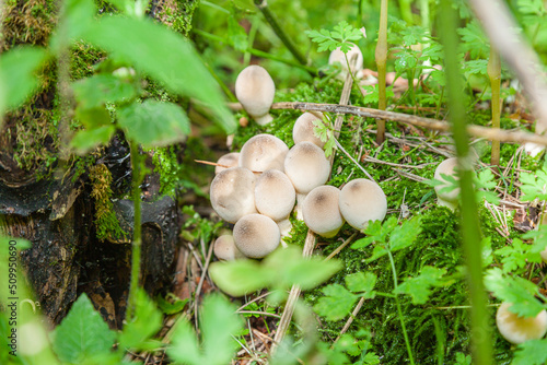 Lycoperdon mushrooms in the forest of Zailiyskiy Alatau, Tien Shan, Kazakhstan photo