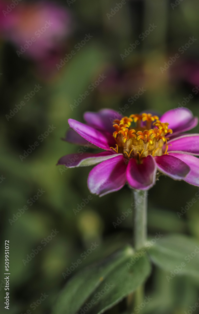 A single  lilac Creeping Zinnia bloom