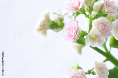 八重咲きのカランコエ のクローズアップ　白背景