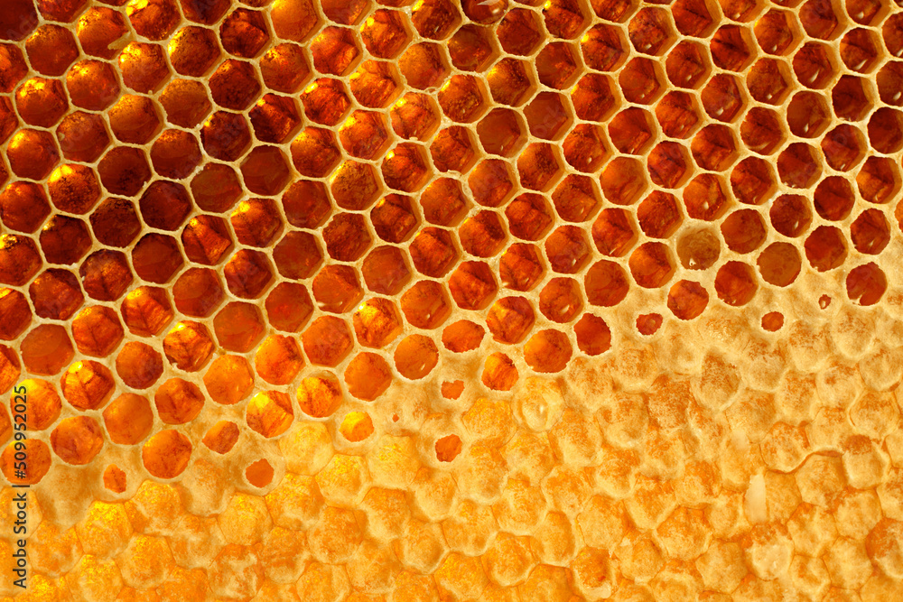 Yellow Honeycomb closeup structure Yellow Honeycomb closeup structure