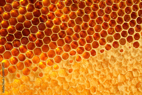 Yellow Honeycomb closeup structure
