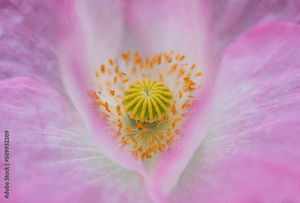Oriental poppy (Papaver orientale) flower with white and pink petals and yellow stamen and ovary. Macro close up of special garden breed cultivar with heart shaped details. Heart shaped background. Oriental poppy (Papaver orientale) flower with white and pink petals and yellow stamen and ovary. Macro close up of special garden breed cultivar with heart shaped details. Heart shaped background.