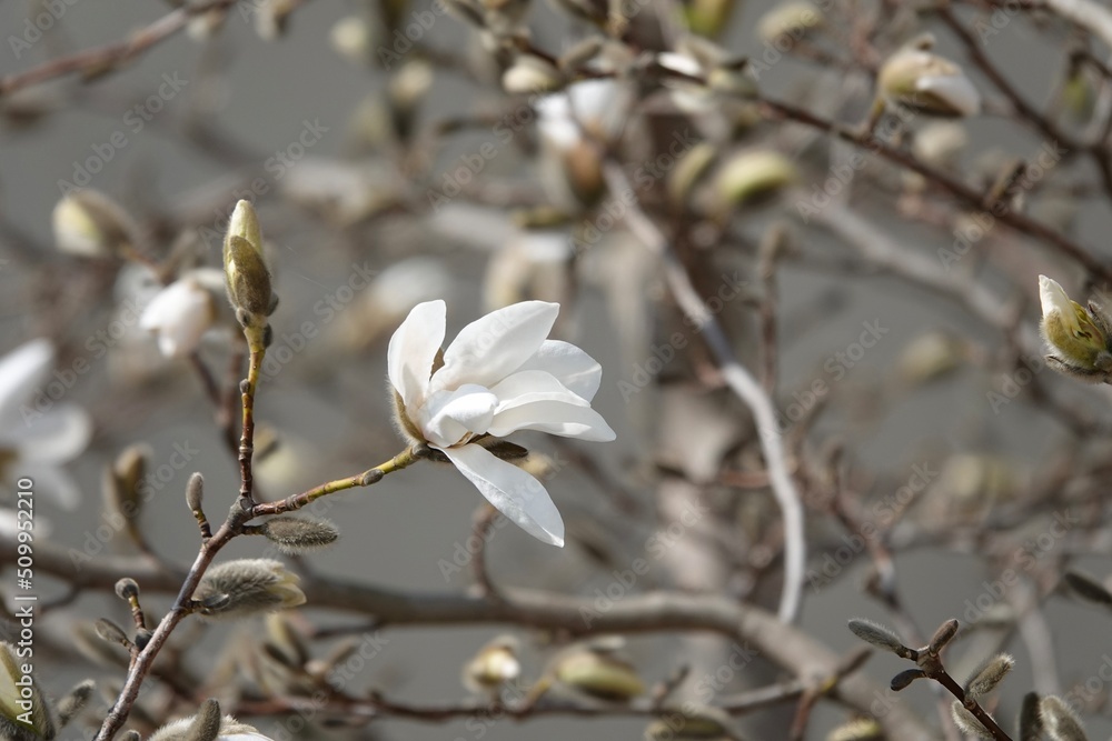 White magnolia blossoms close-up. Around March, large white flowers bloom upward before the leaves come out. Scientific name is Magnolia denudata. High quality photo White magnolia blossoms close-up. Around March, large white flowers bloom upward before the leaves come out. Scientific name is Magnolia denudata. High quality photo