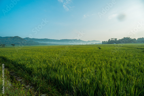 The expanse of green rice in the rice fields under the hill in the morning in Yogyakarta, Indonesia, the atmosphere is very calm, peaceful and warm