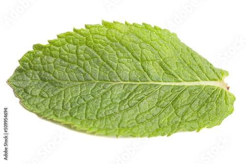 Close-up fresh mint leaf isolated on white background.