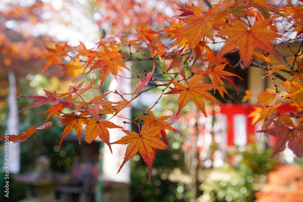 京都の八幡の神応寺の紅葉