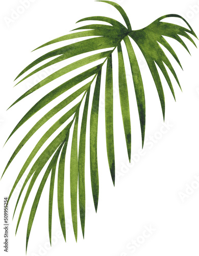 Palm Leaf Tropical Watercolor Illustration