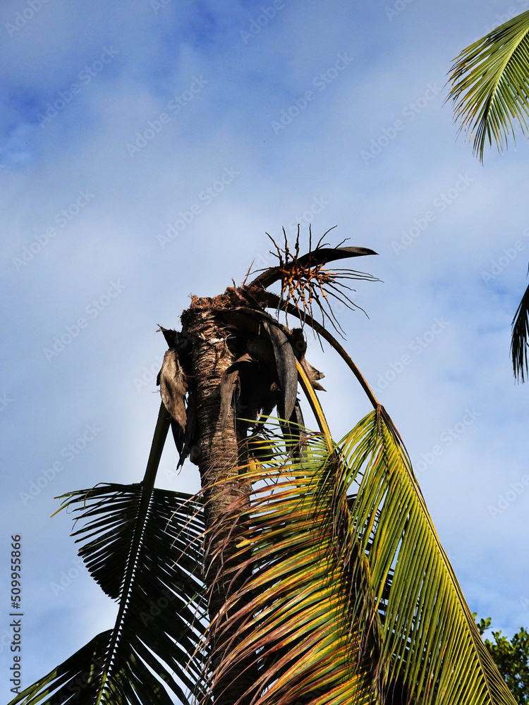Coconut tree without crown. Decapitated by lightning strike.. Stock