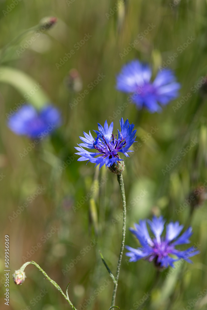 Macrophotographie de fleur sauvage - Bleuet des champs - Centaurea cyanus
