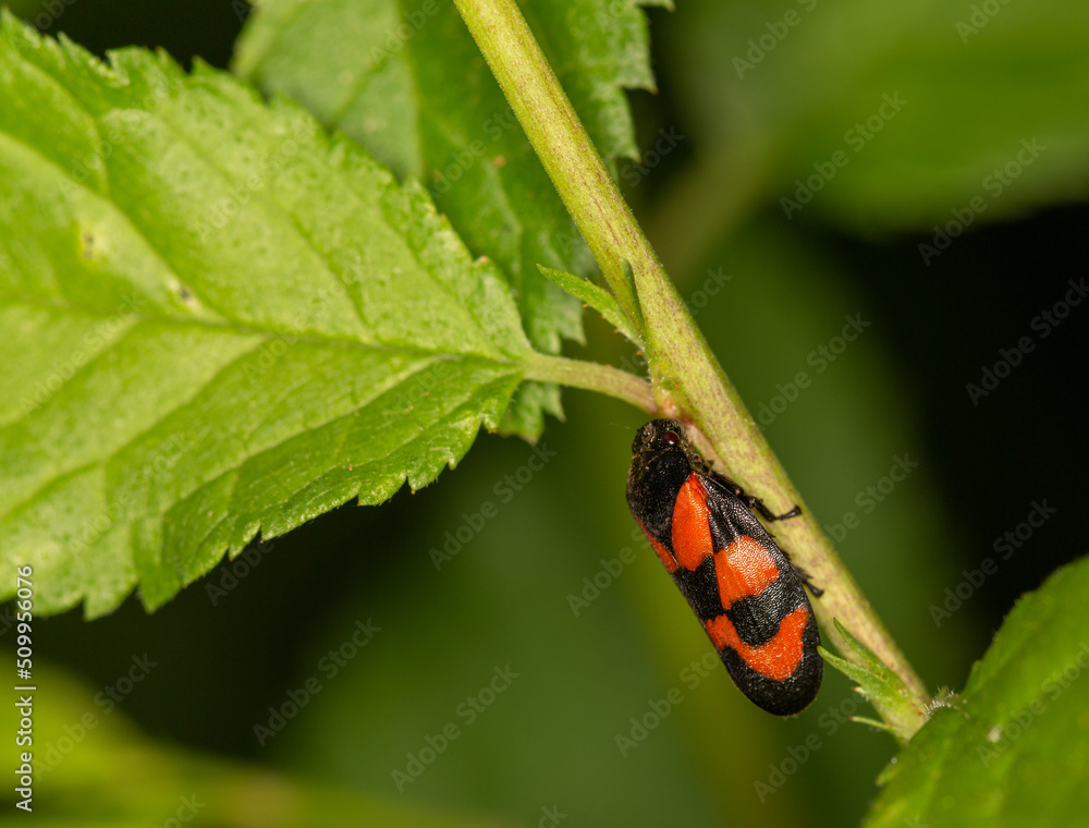Macrophotographie d'un insecte - Cercope sanguin - Cercopis vulnerata Macrophotographie d'un insecte - Cercope sanguin - Cercopis vulnerata