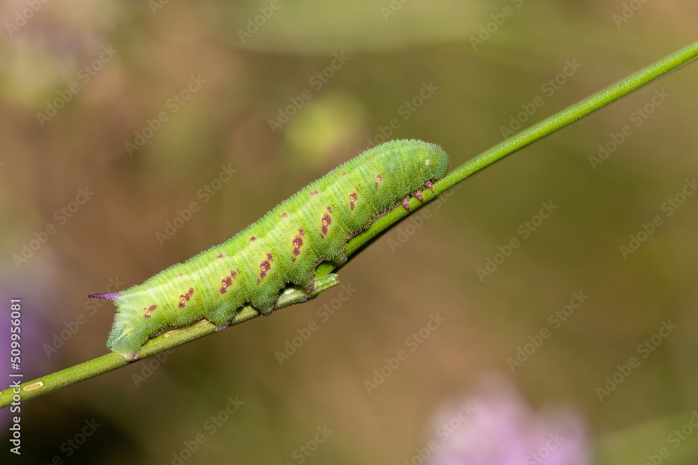 Macrophotographie d'un insecte - chenille - Sphinx de la scabieuse (Hemaris tityus Macrophotographie d'un insecte - chenille - Sphinx de la scabieuse (Hemaris tityus