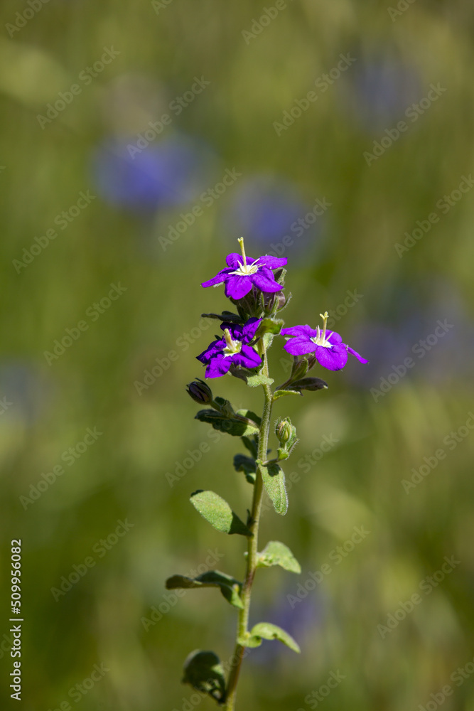 Macrophotographie de fleur sauvage - Miroir de Vénus - Legousia speculum veneris