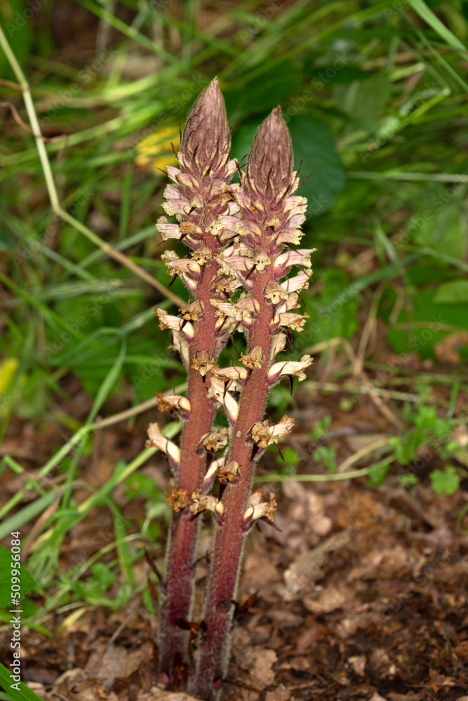 Macrophotographie de fleur sauvage - Orobanche du trèfle - Orobanche minor Macrophotographie de fleur sauvage - Orobanche du trèfle - Orobanche minor