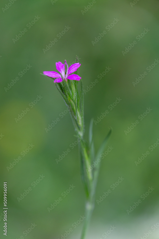 Macrophotographie de fleur sauvage - Oeillet arméria - Dianthus armeria