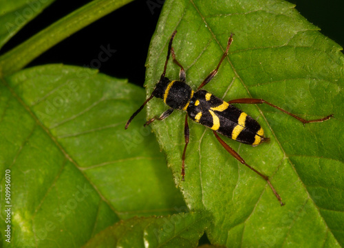 Macrophotographie d'un insecte - Clyte bélier - Clytus arietis