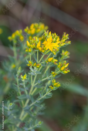 Macrophotographie de fleur sauvage - Millepertuis hérissé - Hypericum hirsutum photo