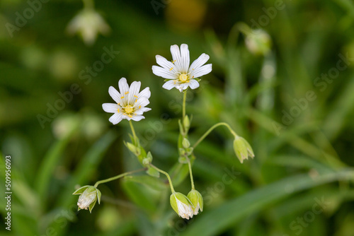 Macrophotographie de fleur sauvage - Stellaire holostée - Stellaria holostea