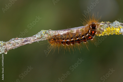 Fotografía Macrophotographie d'un insecte - chenille - Bombyx cul brun - Euproctis chrysorr