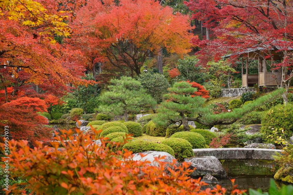 京都の宇治の三室戸寺の紅葉の風景