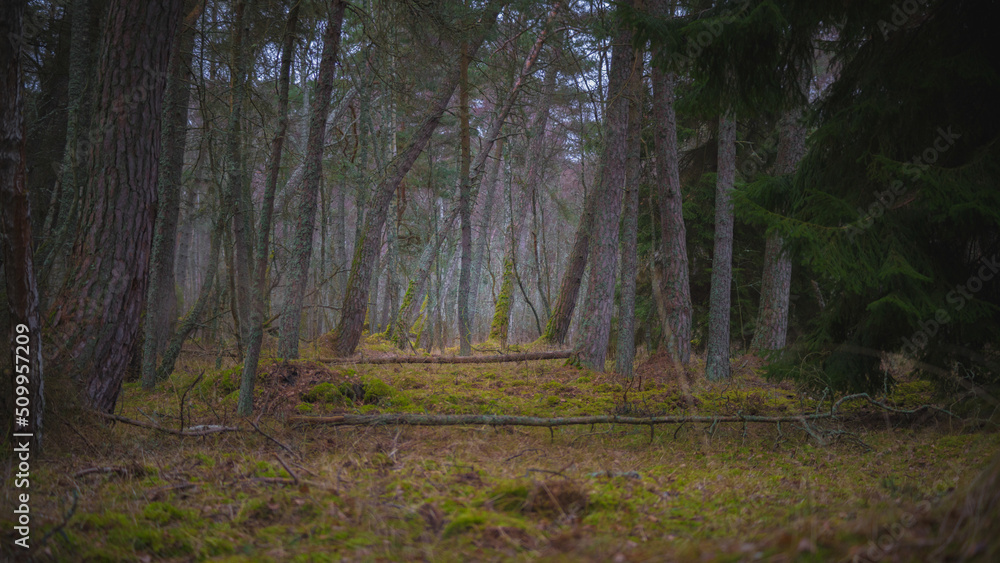 The gloomy atmosphere of the evening in the dark forest The gloomy atmosphere of the evening in the dark forest