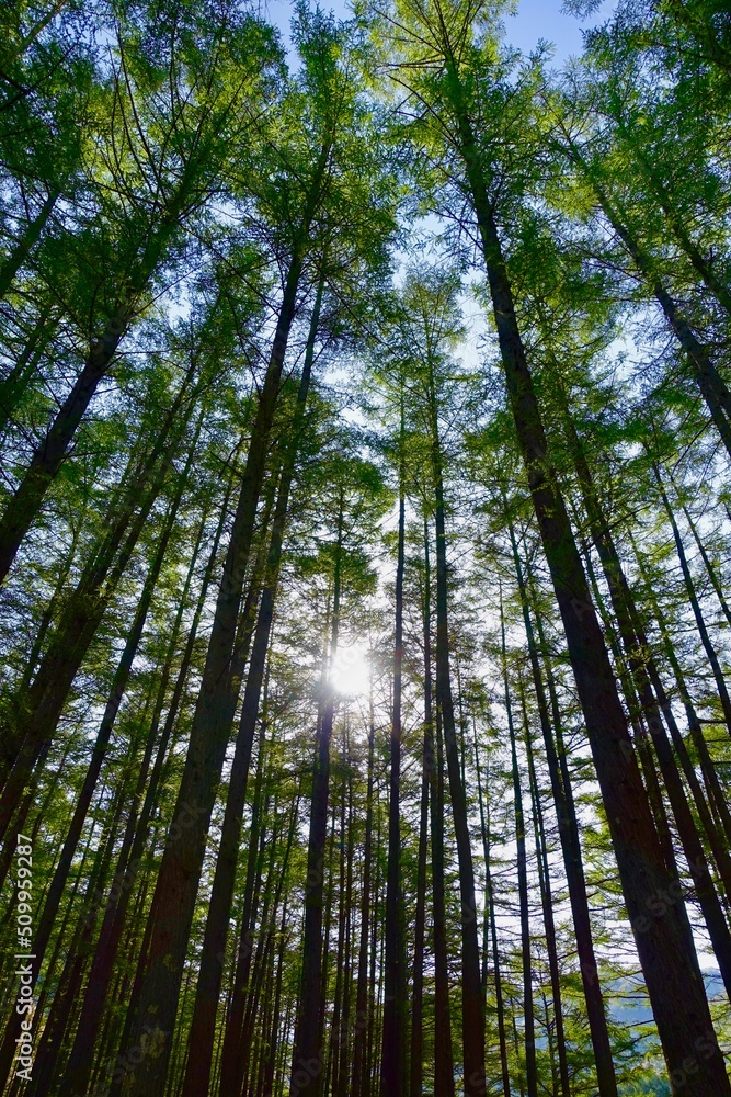 Fototapeta premium 森の木々と太陽
