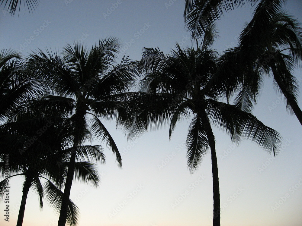 ヤシの木の風景・ホノルル・ハワイ