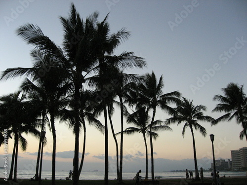 ヤシの木の風景・ホノルル・ハワイ