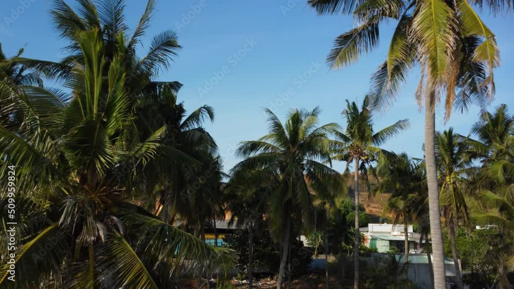 Aerial dolly left shot of palm trees growing next to little beach town, Vietnam Aerial dolly left shot of palm trees growing next to little beach town, Vietnam