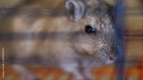 Domestic gray mongolian gerbil nervously sniffing around cage, close up photo