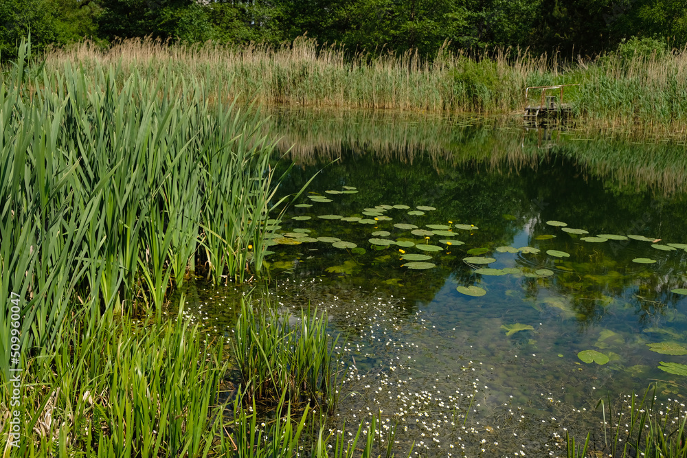 Obraz premium Wetland area in Ukraine. Wooden bridge by the river or pond.