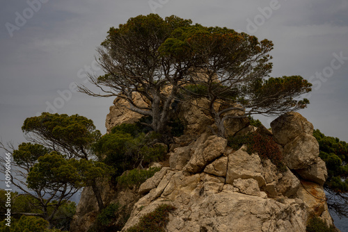Fototapeta Naklejka Na Ścianę i Meble -  Drzewa na skale, wysokie klify, Palma de Mallorca