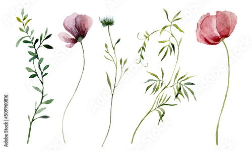 Fotografia Plant wildflower. Watercolor botanical illustration botanical.