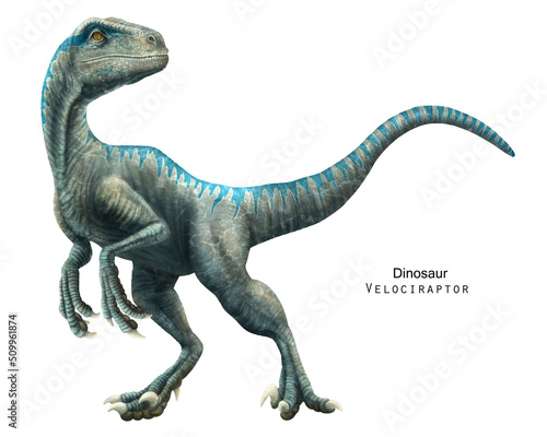 Fototapeta Naklejka Na Ścianę i Meble -  Velociraptor illustration. Dinosaur of Cretaceous Period. Predator dinosaur