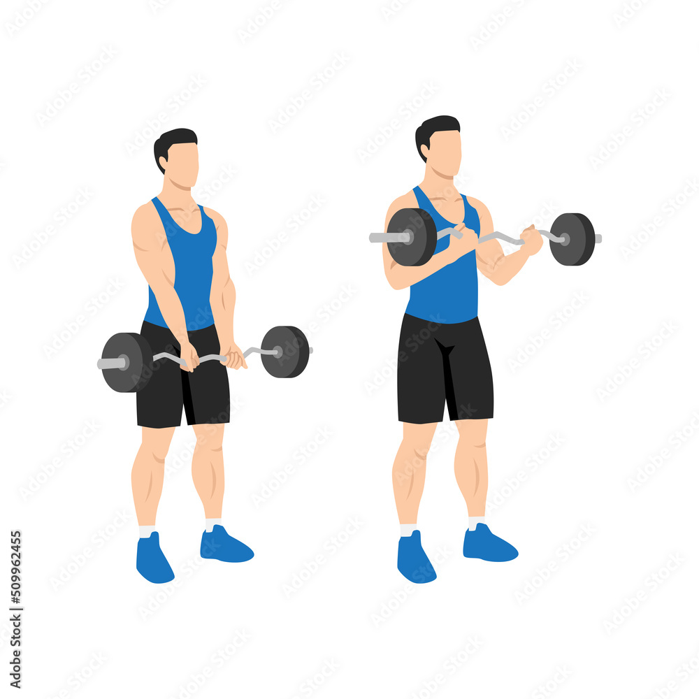 Obraz premium Man doing ez barbell curl. Flat vector illustration isolated on different layers. Workout character