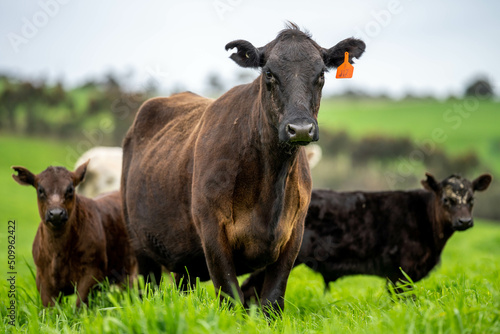 Stud Angus, wagyu, Murray grey, Dairy and beef Cows and Bulls grazing on grass and pasture in a field. The animals are organic and free range, being grown on an agricultural farm in Australia.