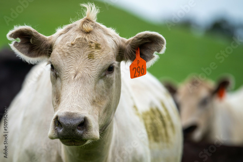 Stud Angus, wagyu, Murray grey, Dairy and beef Cows and Bulls grazing on grass and pasture in a field. The animals are organic and free range, being grown on an agricultural farm in Australia. photo