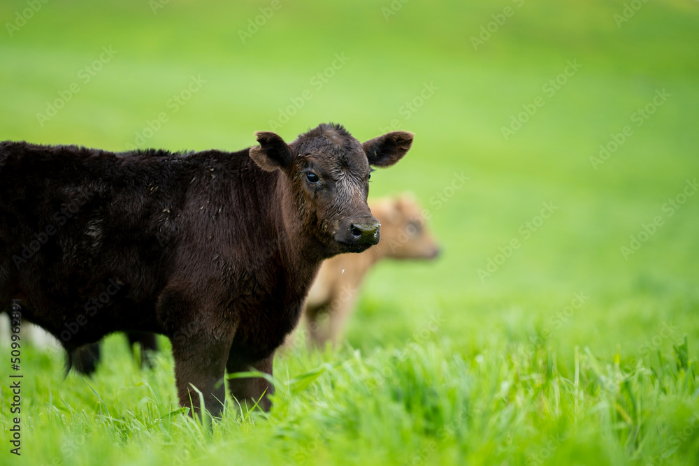 Stud Angus, wagyu, Murray grey, Dairy and beef Cows and Bulls grazing on grass and pasture in a field. The animals are organic and free range, being grown on an agricultural farm in Australia. Stud Angus, wagyu, Murray grey, Dairy and beef Cows and Bulls grazing on grass and pasture in a field. The animals are organic and free range, being grown on an agricultural farm in Australia.