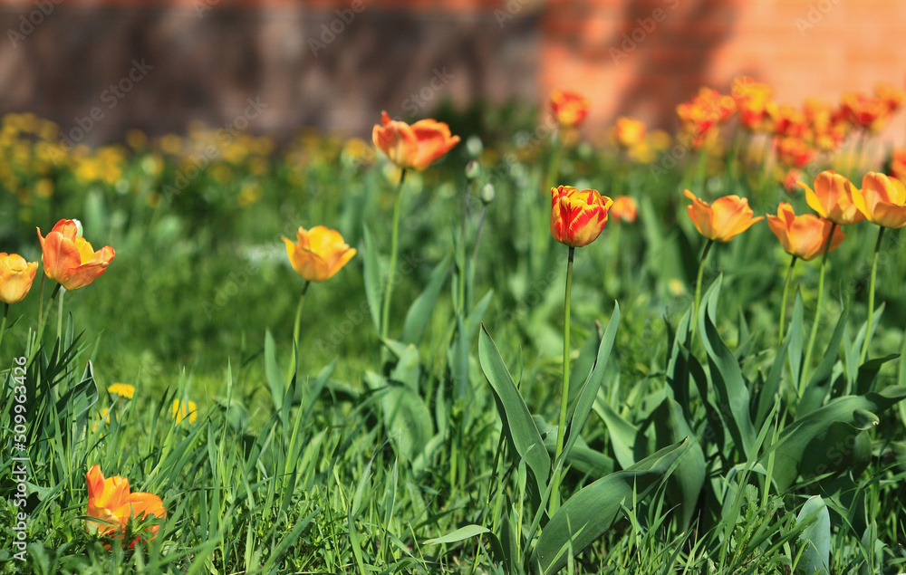 Tulip on natural blurred background. delicate tulip flower with petals and bright green leaves. Tulip on natural blurred background. delicate tulip flower with petals and bright green leaves.