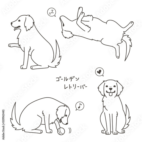 ゴールデンレトリーバー
