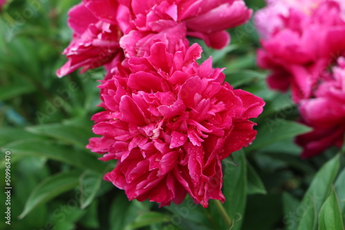 Pink peonies in the garden. Blooming pink peony © leomalsam