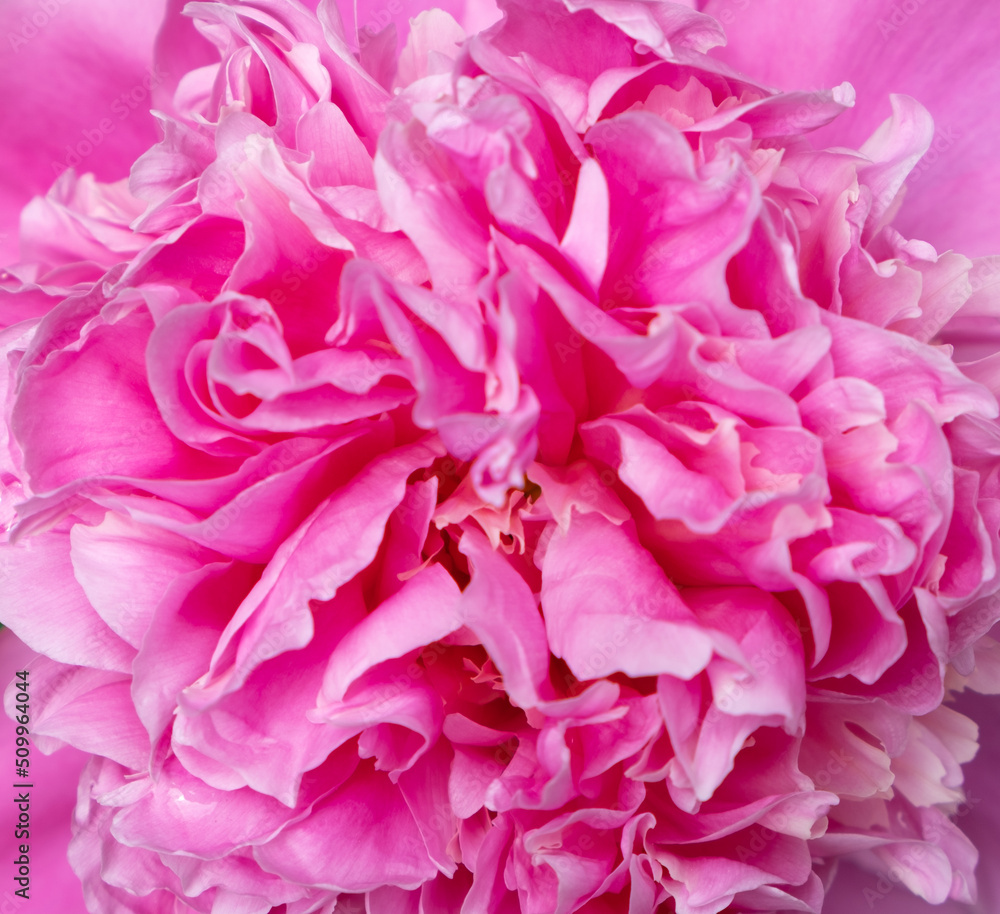 Peony flower close up macro. The beauty of nature in summer
