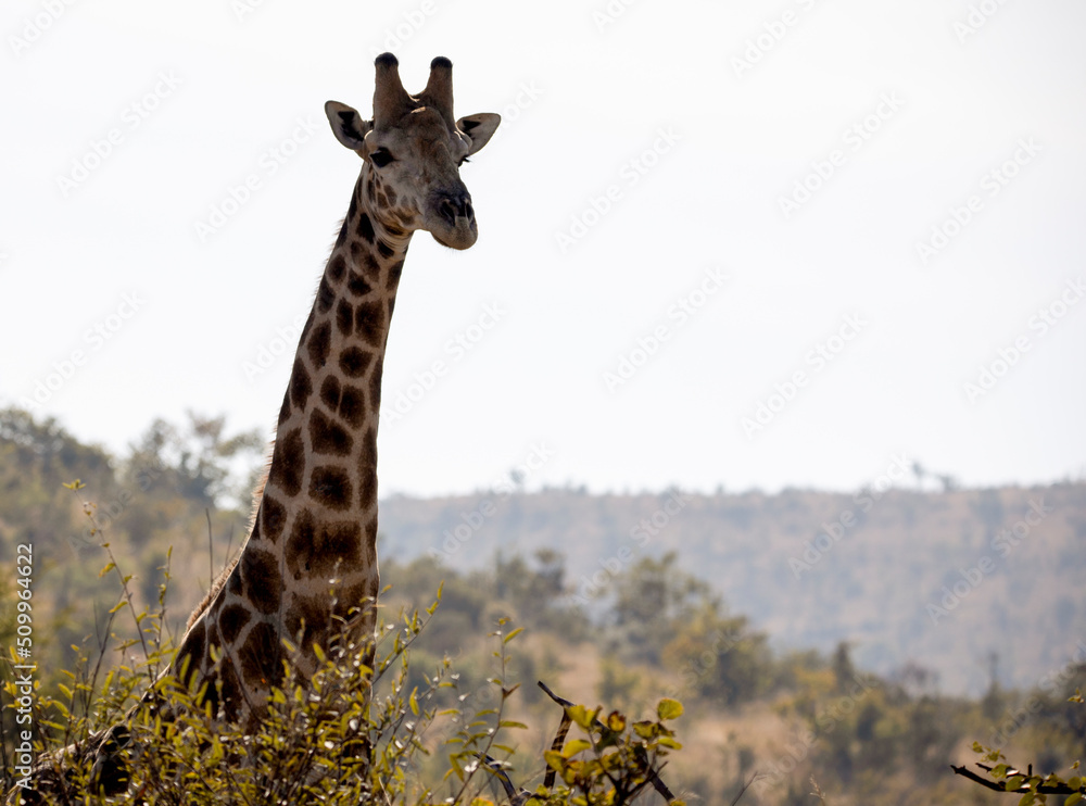 Giraffe towering above the trees in South Africa's Pilanesberg National Park, one of the best wildlife reserves in the African savannah.