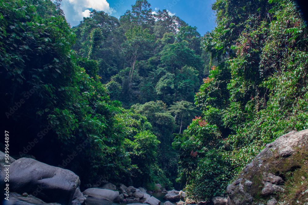 Background scenery of trees in the forest