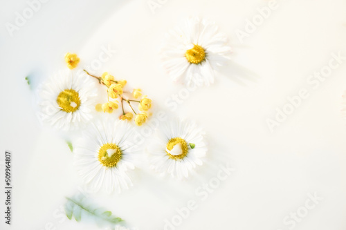 Wallpaper Mural Yellow flowers in milk water. Herbal treatment. Herbal collection and bath Torontodigital.ca
