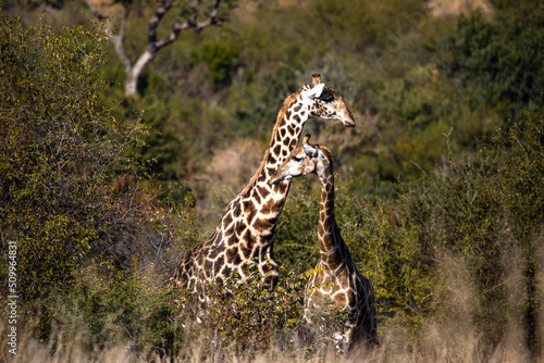 Beautiful pair of giraffes in the Pilanesberg National Park in South Africa, this is an animal that inhabits the African savannah. photo